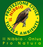 il nibbio